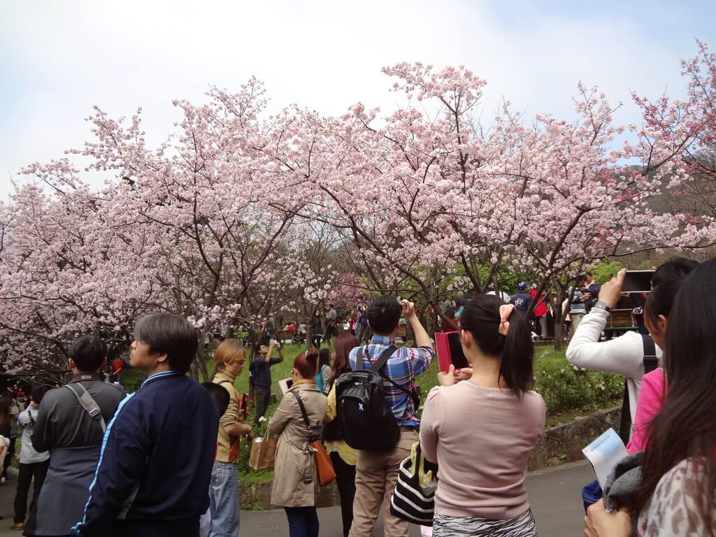 陽明山櫻花季 陽明山櫻花季