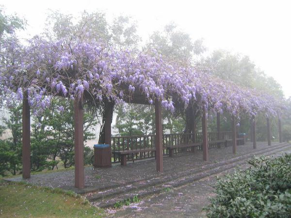 浪漫仙氣紫藤花 浪漫仙氣紫藤花